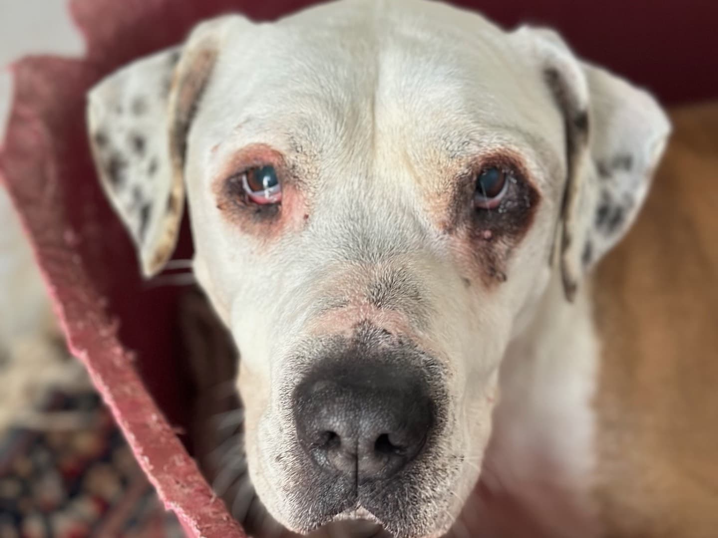 Adozione tramite Empethy