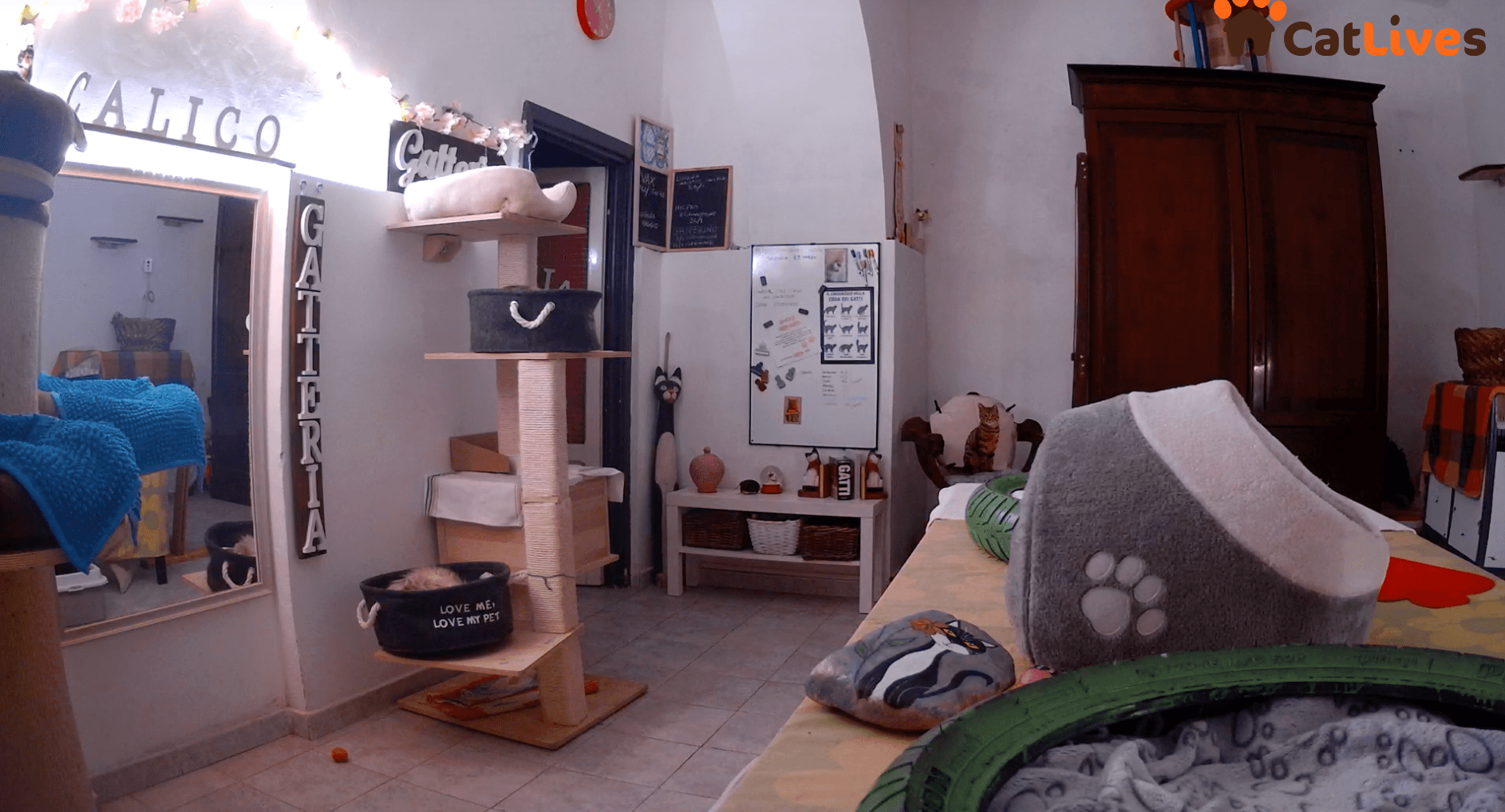 CatLives e i gatti della Gatteria