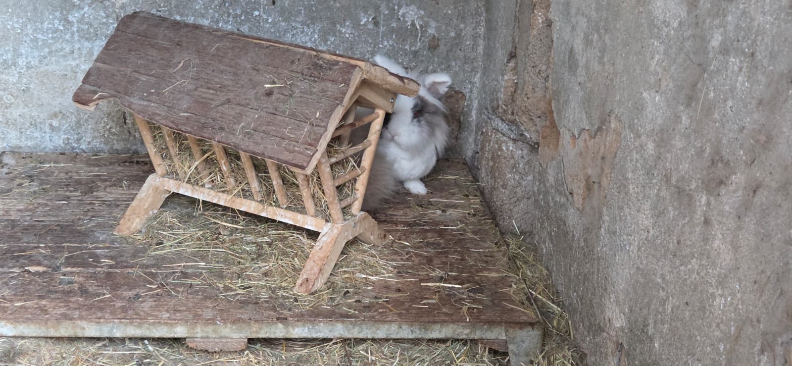 Conigli seguiti dall'associazione