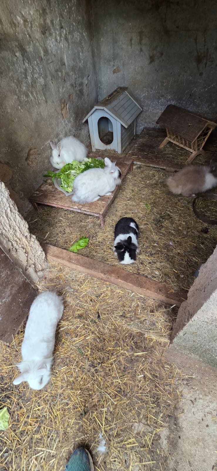 Conigli seguiti dall'associazione