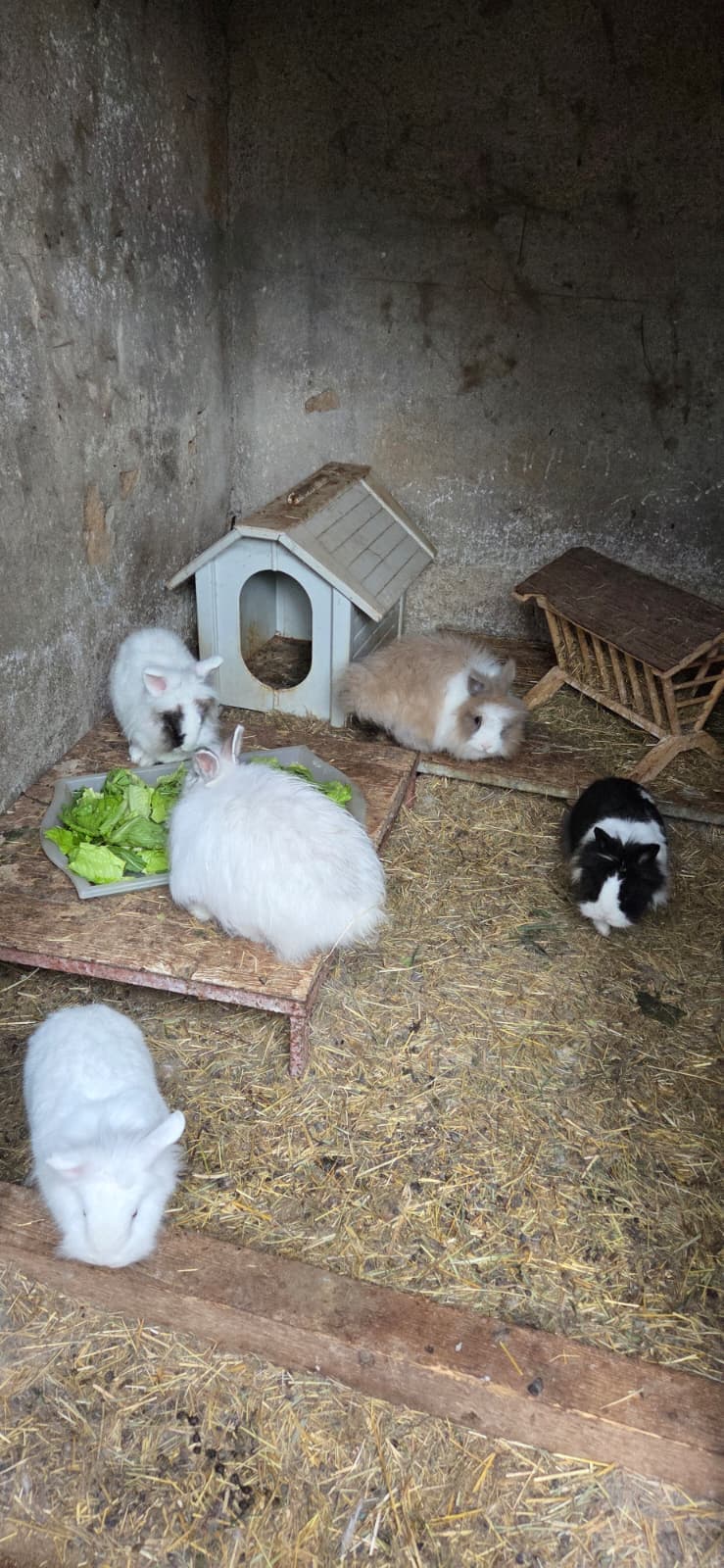 I conigli seguiti dall'associazione