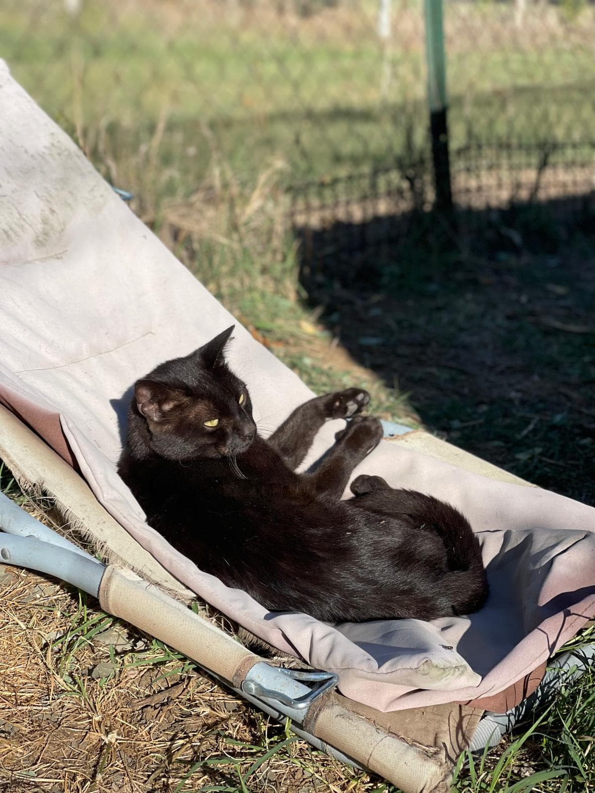 I nostri consigli per l’adozione e la cura dei gatti