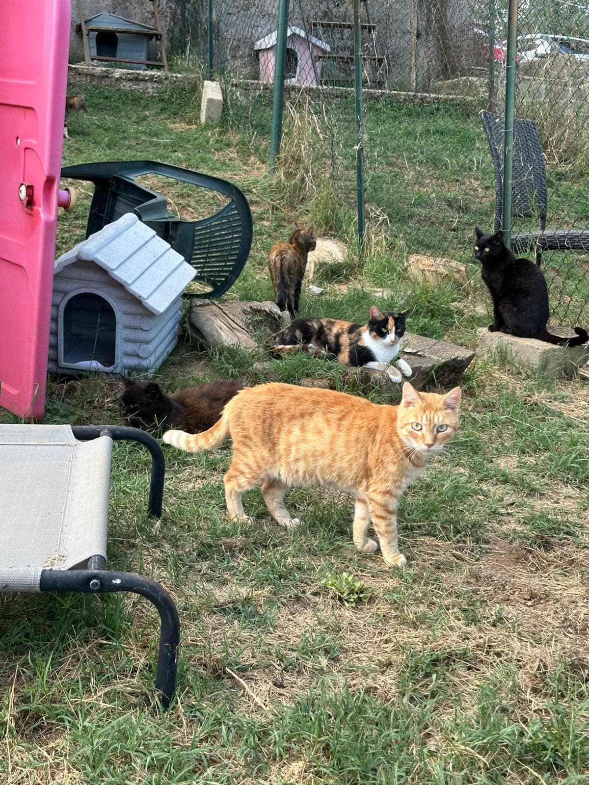 Associazione Calico ODV